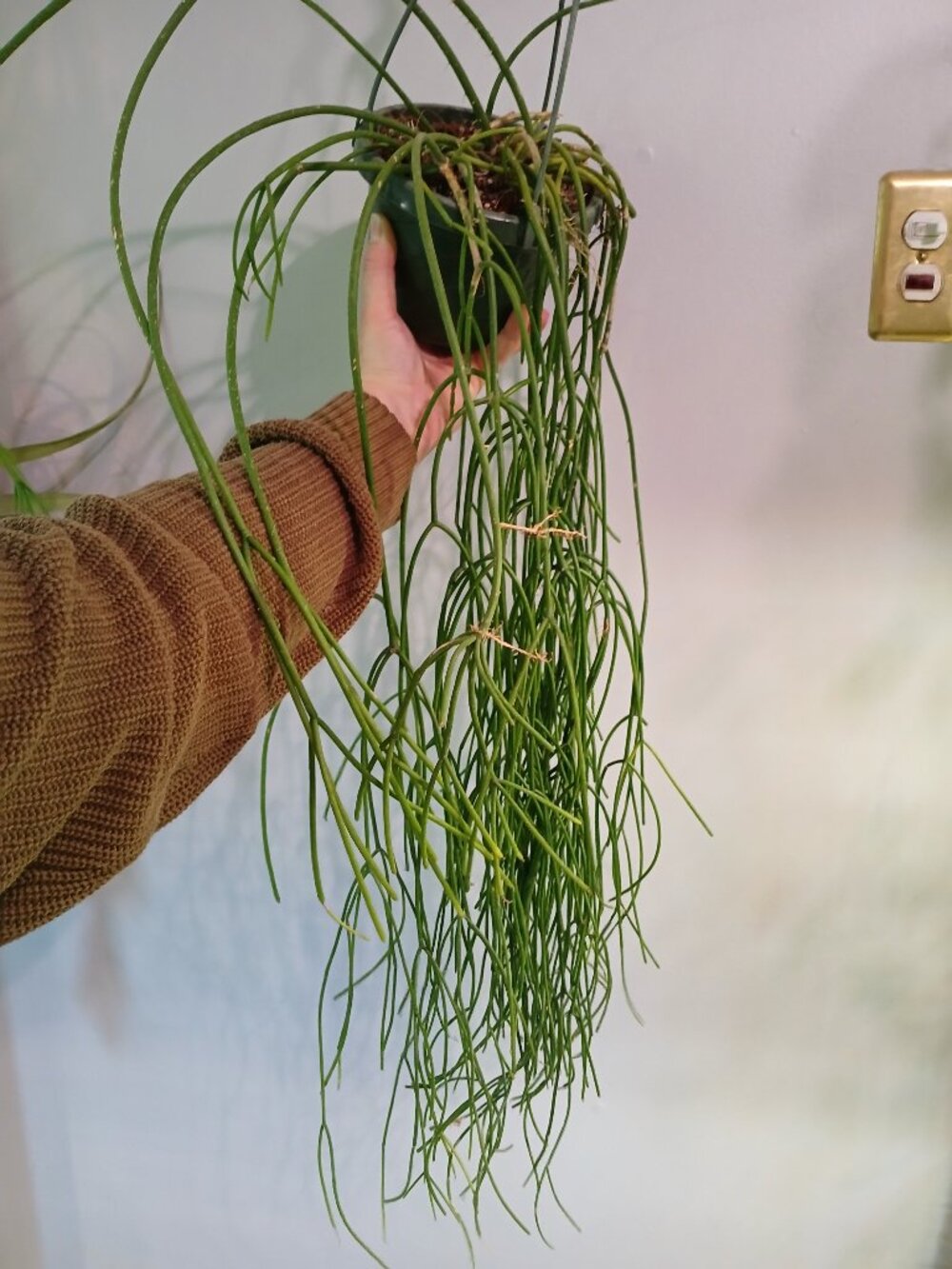 Rhipsalis Baccifera